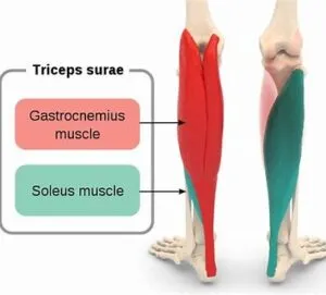 Triceps-surae-anatomy-300x271